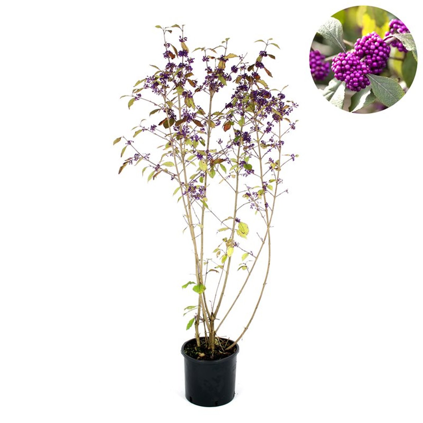 Callicarpa bod. 'Profusion' - C12 80-100 CM